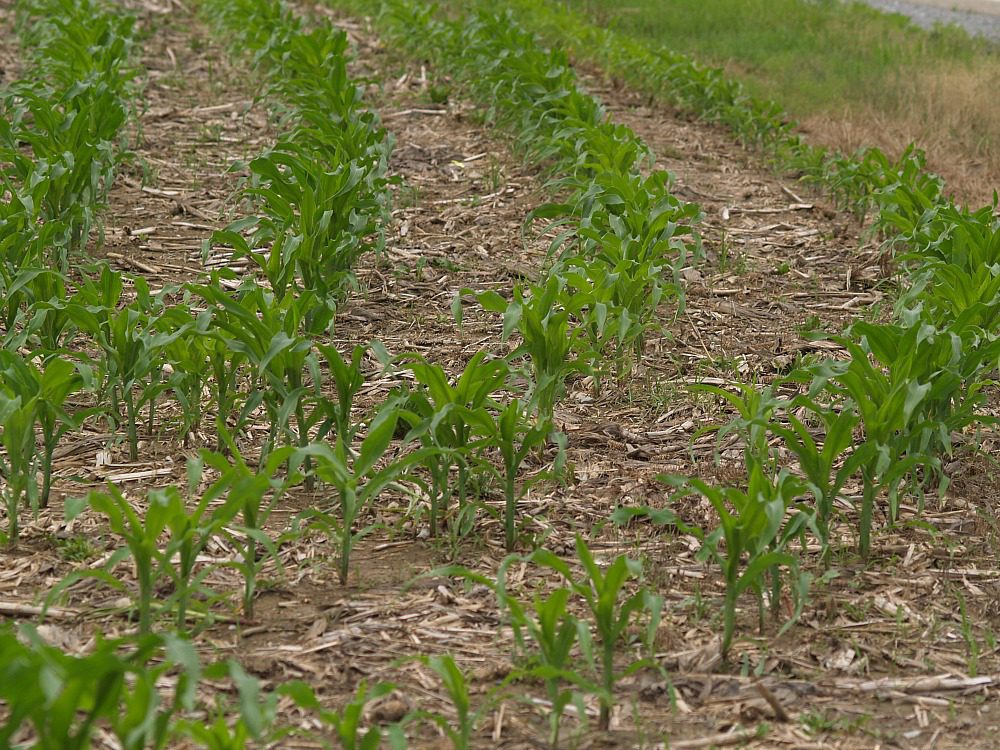 no-till corn field