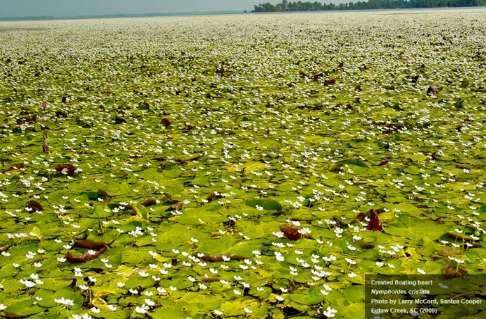 floatingheart