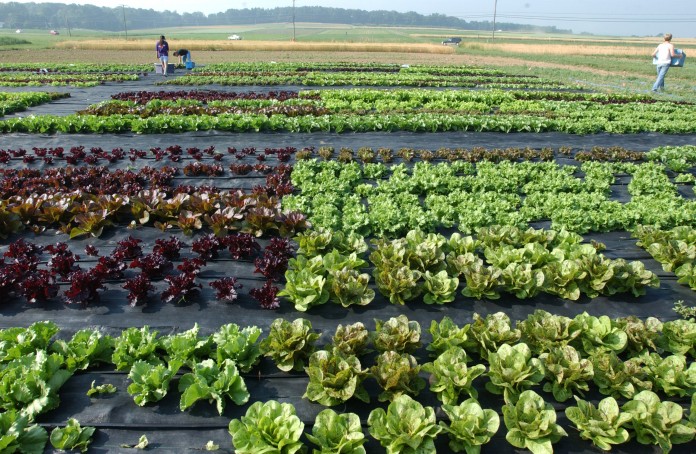 lettuce production.food safety.produce
