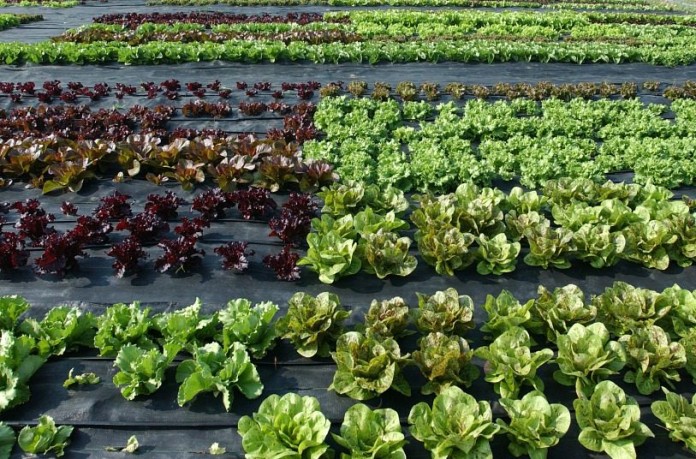 food safety.lettuce.produce