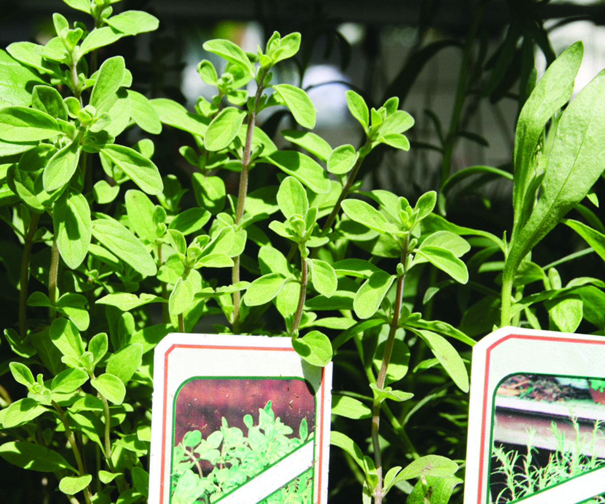 Herb garden