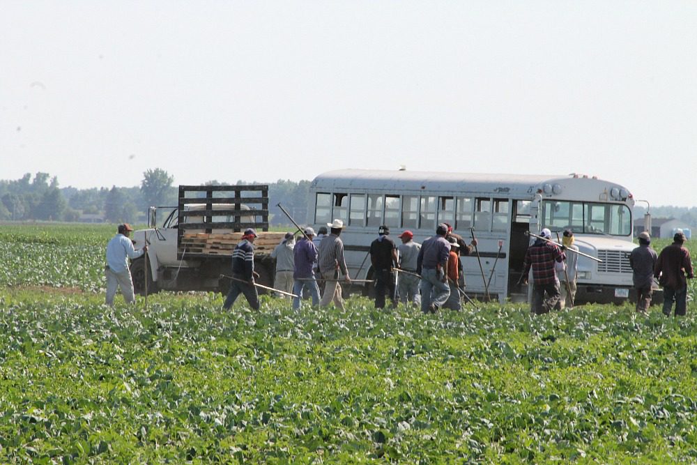 produce field workers