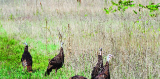 photo of turkeys