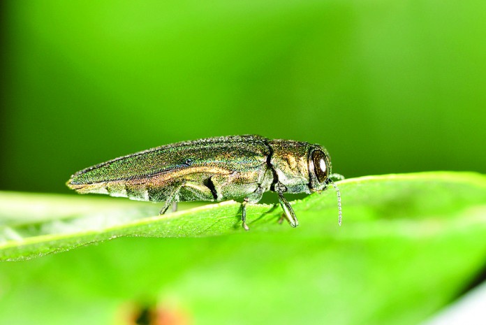 emerald ash borer on leaf emerald ash borer on leaf