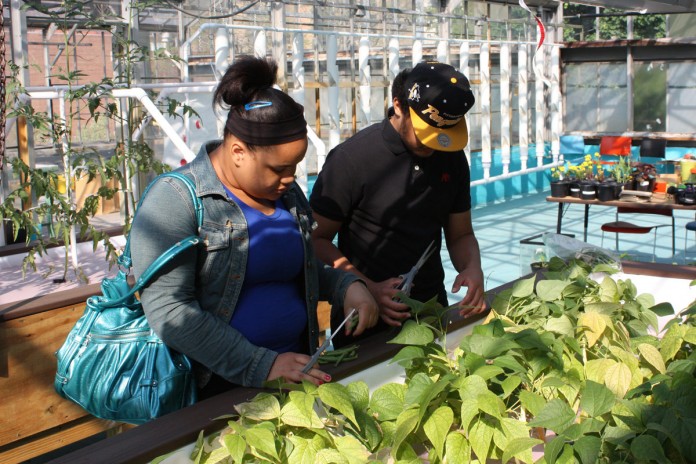 Aquaponics_harvest2