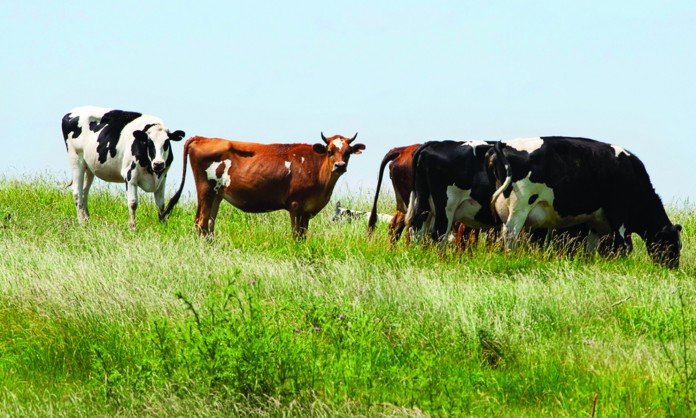 cattle in field cattle in field