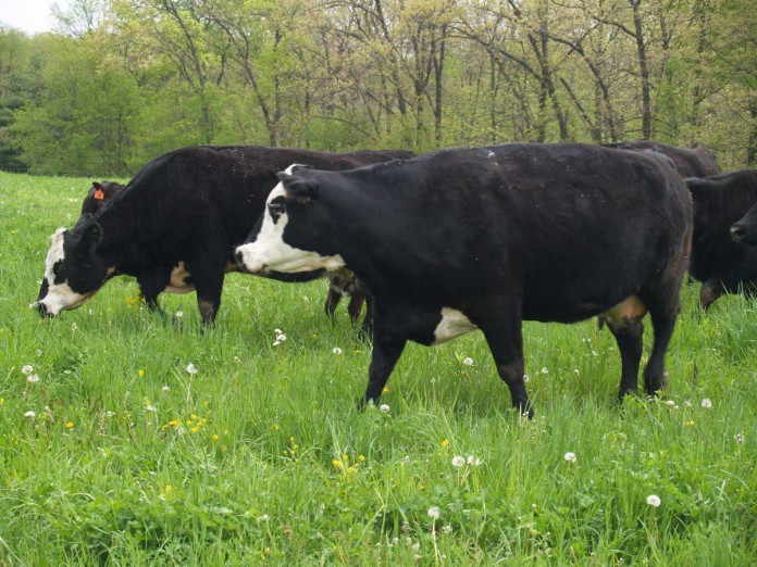 Cattle on pasture