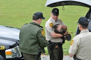 Photo: Pa. Game Commission