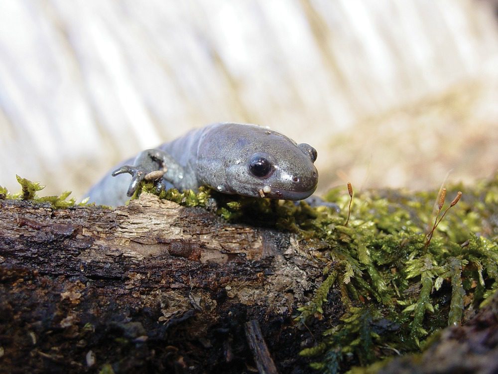 salamander