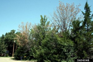This photo, taken in Olney Springs, Colo., shows black walnuts in the end stage of thousand cankers disease. (Photo courtesy: Whitney Cranshaw, Colorado State University, Bugwood.org)