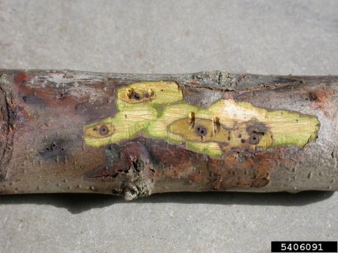 thousand cankers disease.CSU