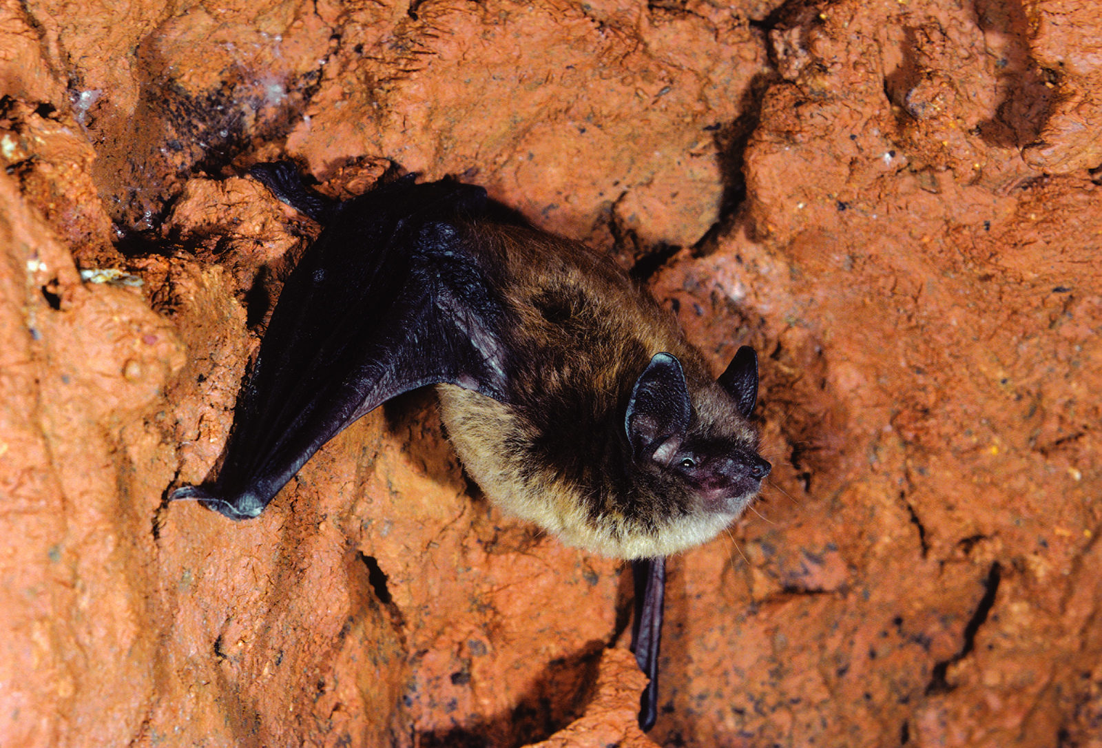 bats in shavers creek