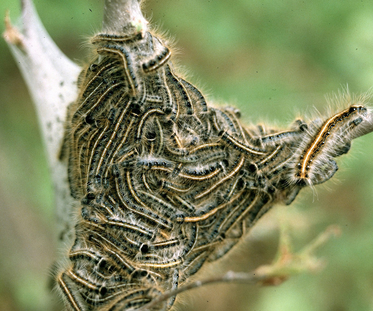Eastern Tent Caterpillar
