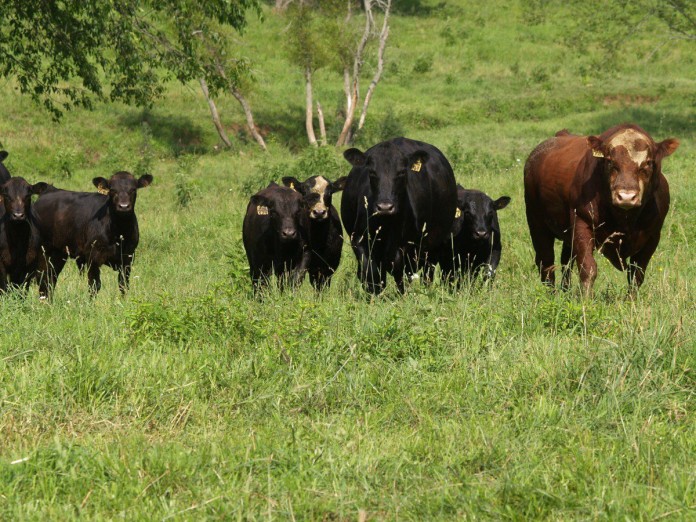 cattle in pasture cattle in pasture
