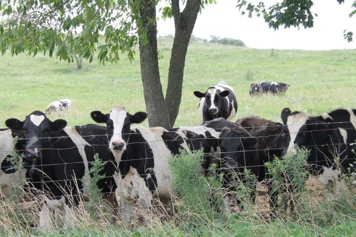 Holsteins.pasture