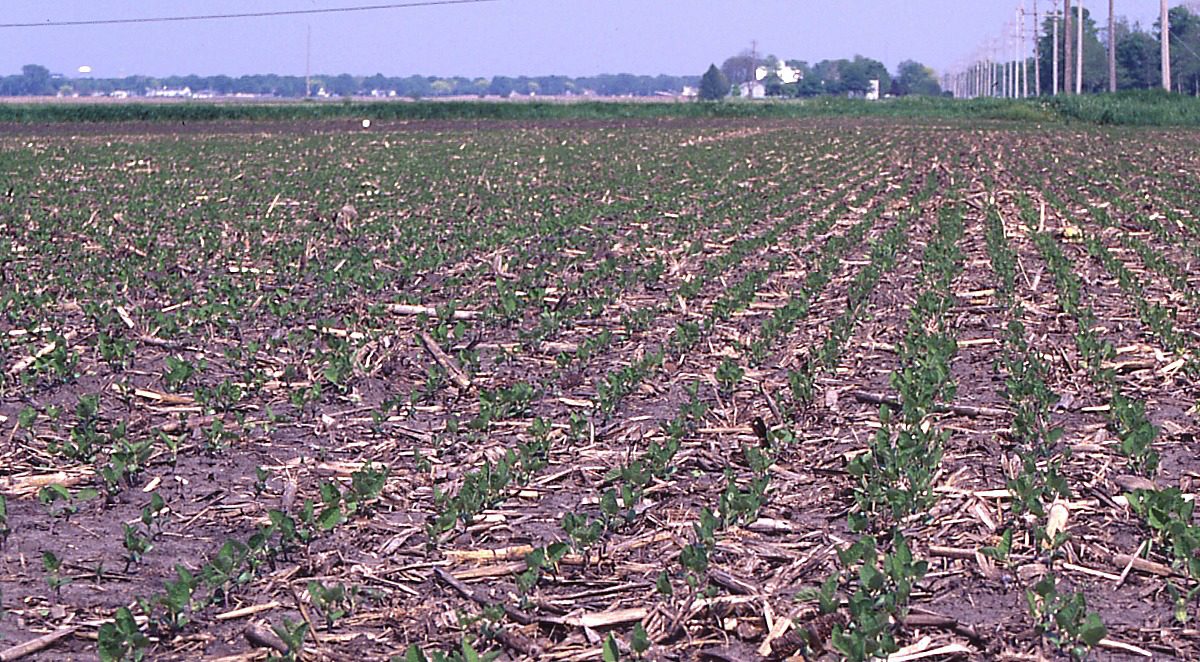 Soybeans