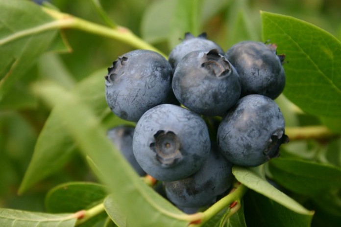 blueberry production