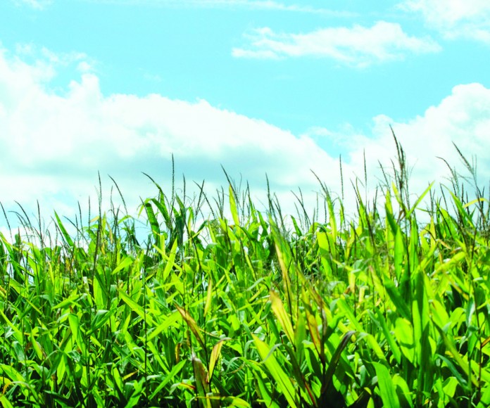 corn photo of a corn field