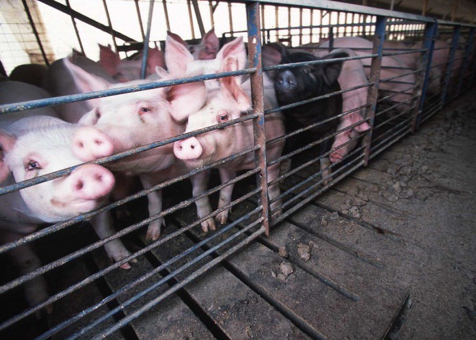hogs.nrcs