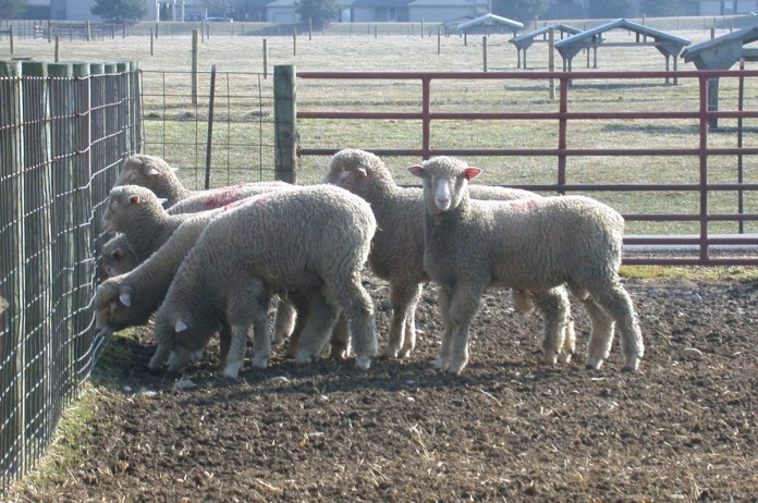 sheep