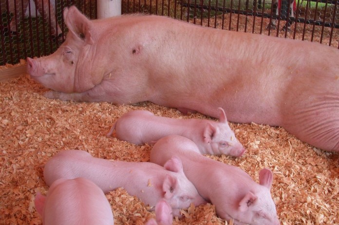 sow and pigs2