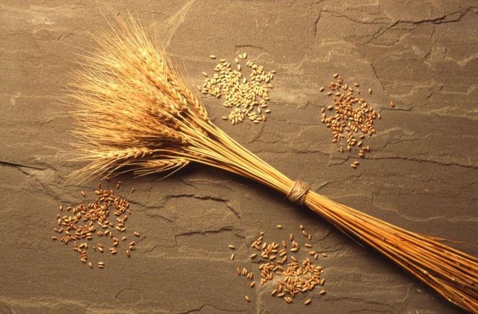 wheat