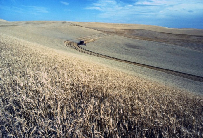 wheat usda
