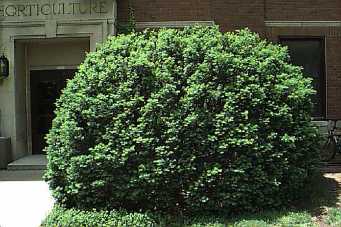 yewshrub