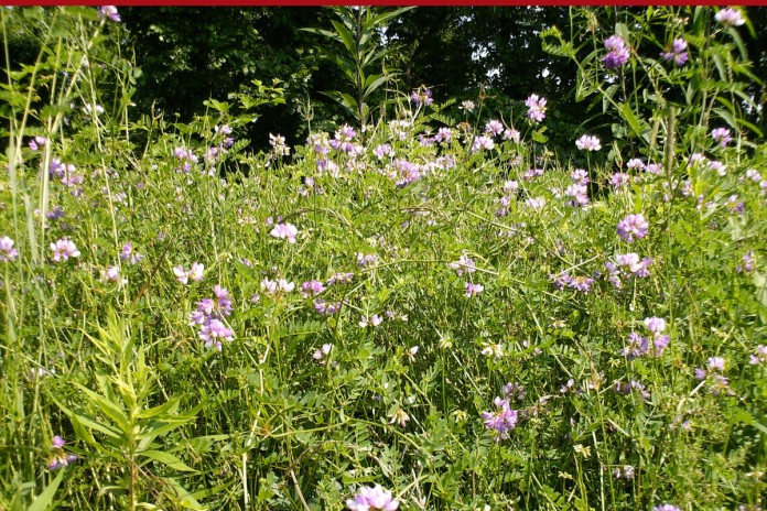 Crown vetch