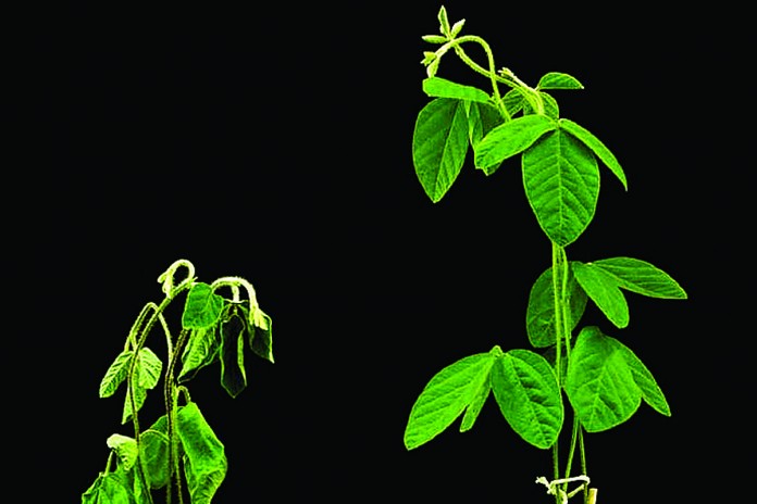 3c drought resistance.Soybean-plants