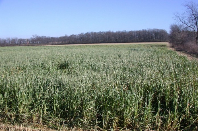 Late-planted oats in December Late-planted oats in December