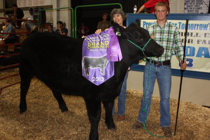 Carroll GC Steer