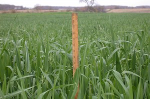 These oats were no-till planted the first week of August into wheat stubble. This measurement was taken Oct. 26 of the same year. There's lots of dry matter available for grazing, with late-planted crops.