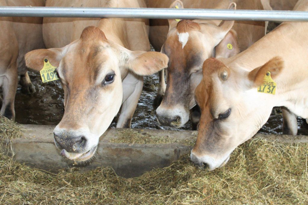 Jersey cow