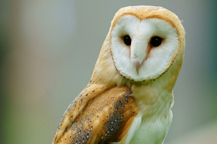 barn owl owl photo