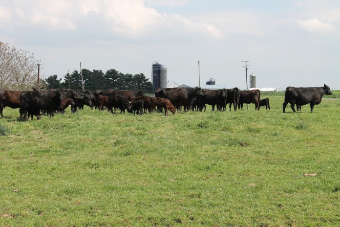 cattle