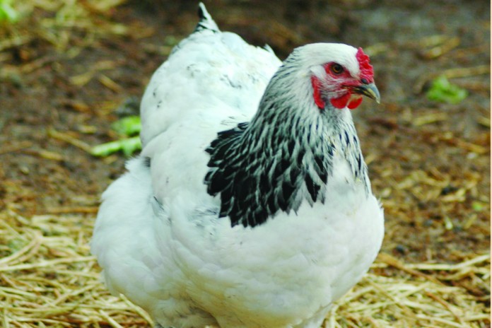 farmers chicken