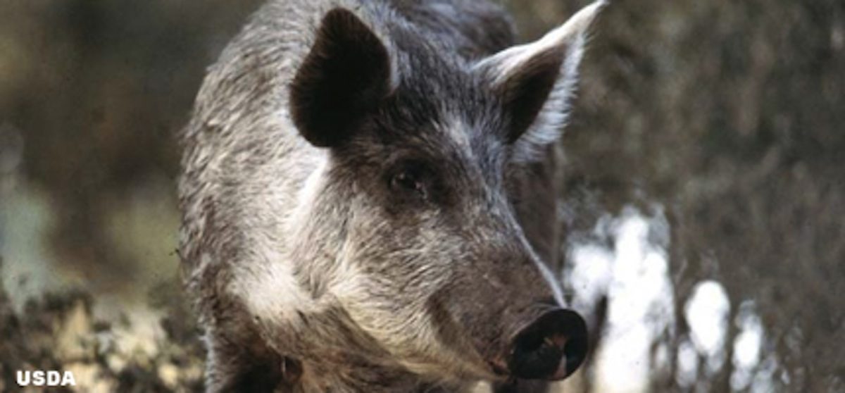 feral swine
