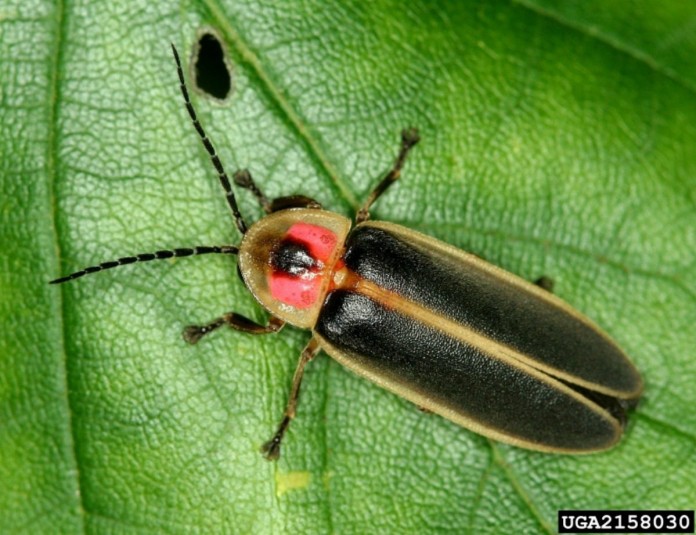 firefly