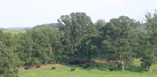 grazing pasture