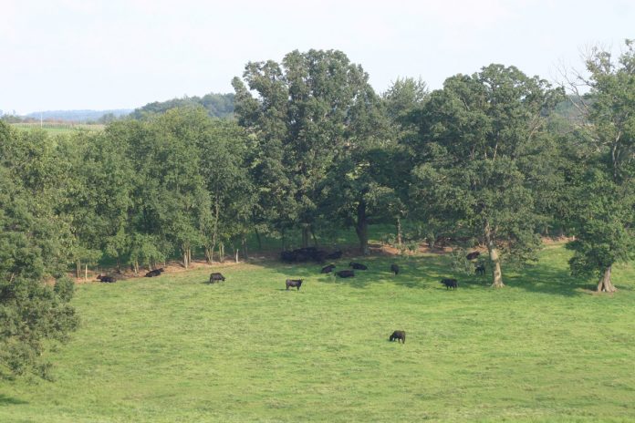 horizontal graze pasture grazing pasture