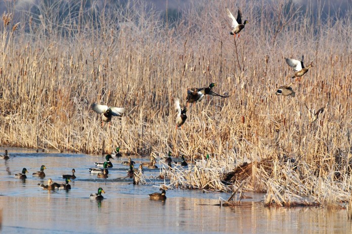 odnr.ducks