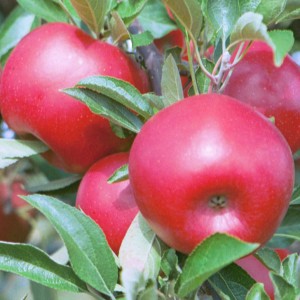 RubyFrost