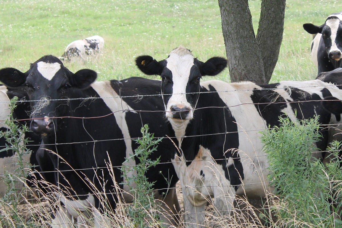 Holsteins on pasture.