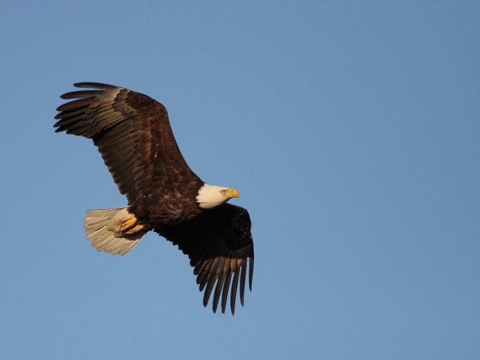 NR050_13_Bald_Eagle1