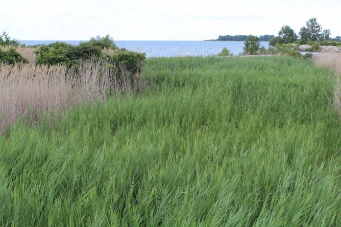 Wetland Wetland