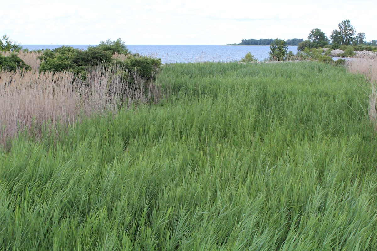 Wetland