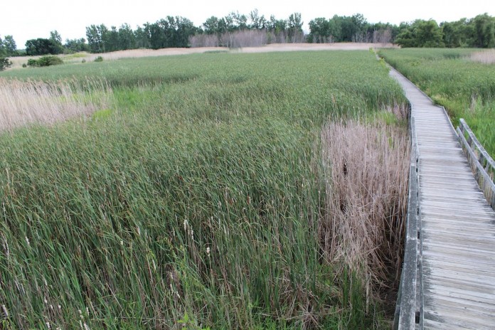algae.wetlands 2 Wetlands in the Maumee Bay