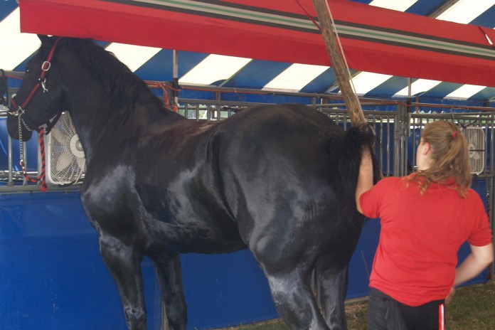 apd horse 2