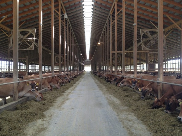 freestall.2013.JPG